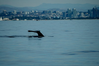 Whale near San Diego